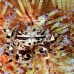 crab_zebra_cr_hsb_r_h_0204_kom3200.jpg